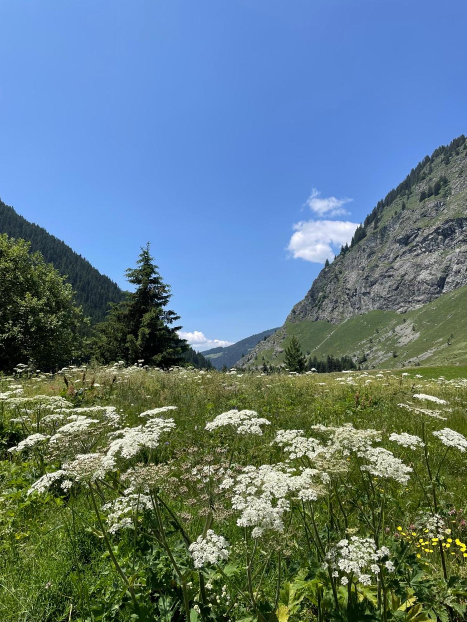 T2 Vue Sur Le Parc De La Vanoise La Plagne Luaran gambar